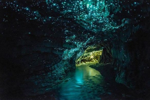 Waitomo Glow Worms Cave